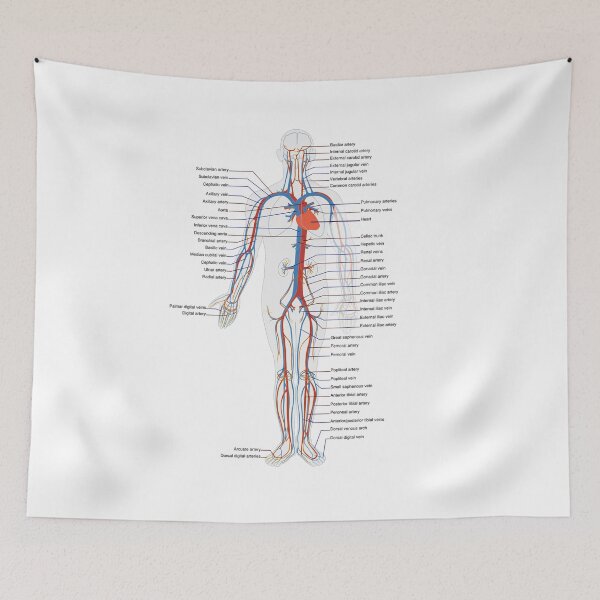 Item preview, Circulatory System Medical Anatomy Arteries Veins designed and sold by Vintagemashup.