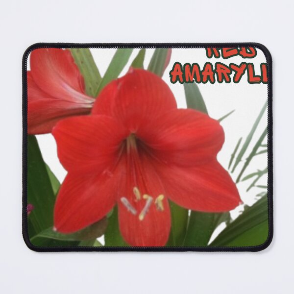 Item preview, Red Amaryllis designed and sold by RaPaRoSe.
