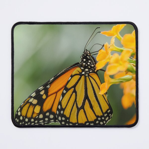 Item preview, Monarch Butterfly designed and sold by MS.photo.