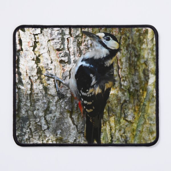Item preview, Male Great Spotted Woodpecker Clinging to Tree Bark designed and sold by Shanguai.
