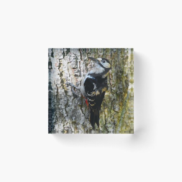 Item preview, Male Great Spotted Woodpecker Clinging to Tree Bark designed and sold by Shanguai.