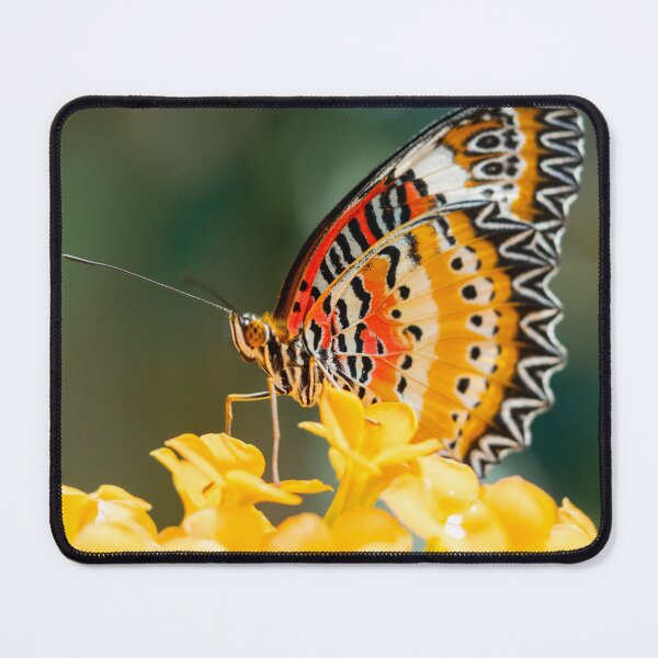 Item preview, Cethosia butterfly designed and sold by MS.photo.
