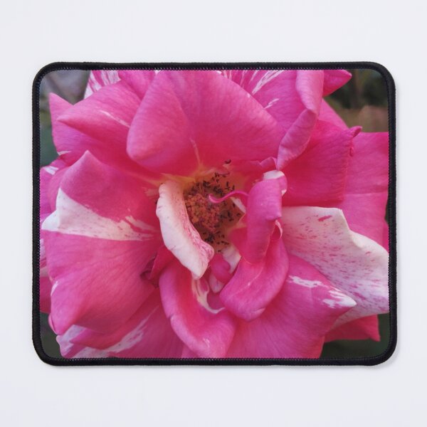 Item preview, Gorgeous Neil Diamond Rose Close-Up designed and sold by inspiration3.