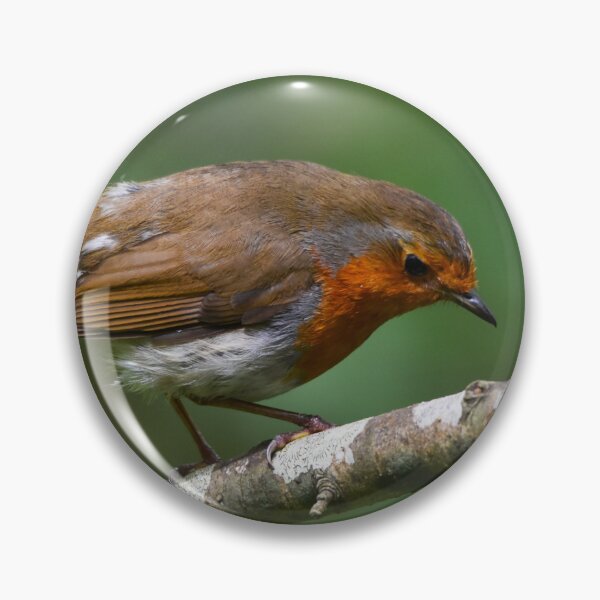 Item preview, European Robin Perched on Silver Birch in Spring designed and sold by Shanguai.