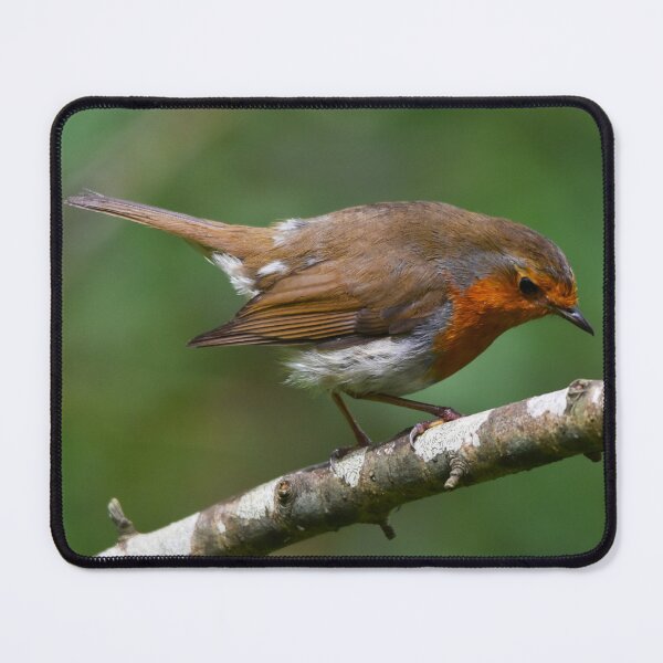 Item preview, European Robin Perched on Silver Birch in Spring designed and sold by Shanguai.