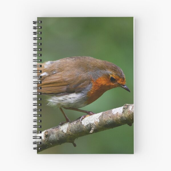 Item preview, European Robin Perched on Silver Birch in Spring designed and sold by Shanguai.