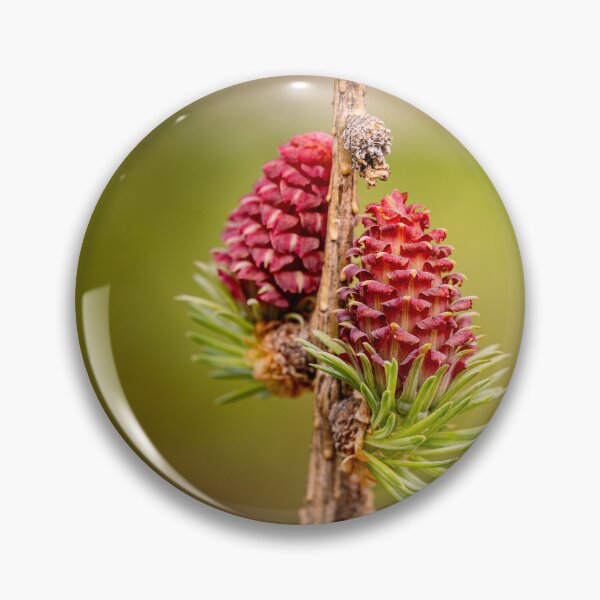 Item preview, Spring Fire — Young Red Larch Cones in Bloom designed and sold by Rabee Khalil Photography.