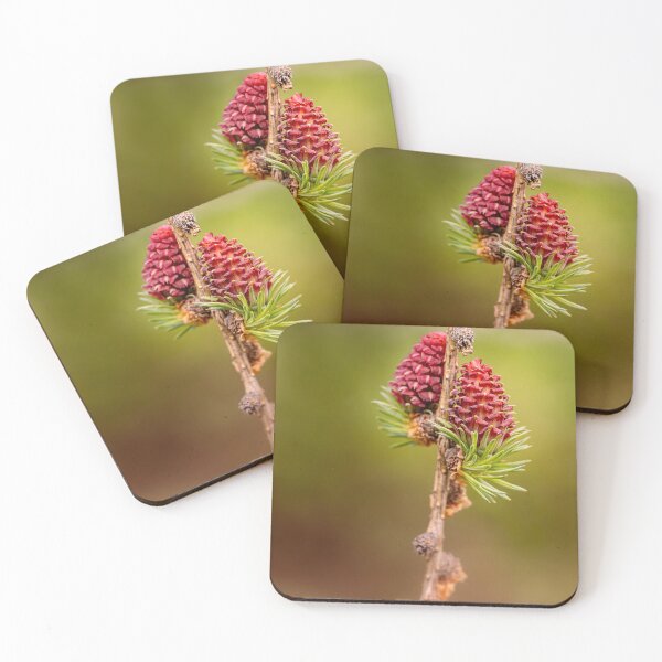 Item preview, Spring Fire — Young Red Larch Cones in Bloom designed and sold by Rabee Khalil Photography.