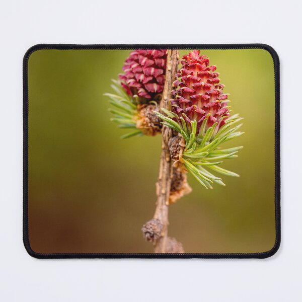 Item preview, Spring Fire — Young Red Larch Cones in Bloom designed and sold by Rabee Khalil Photography.
