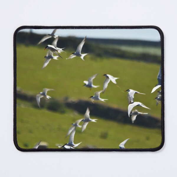 Item preview, Flock of Terns Swooping Over Coastal Grassland designed and sold by Shanguai.