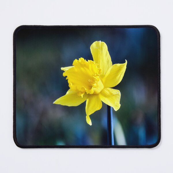 Item preview, Single Diffused Macro Daffodil  designed and sold by Tom McPherson Photography.