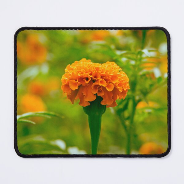 Item preview, Tagetes spp. (Marigold) designed and sold by Anicoa.