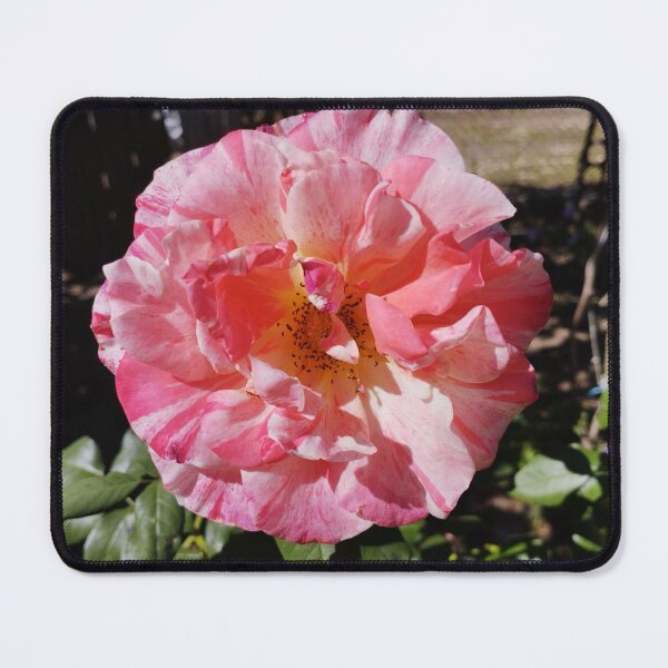 Item preview, Gorgeous Neil Diamond Rose Close-Up designed and sold by inspiration3.
