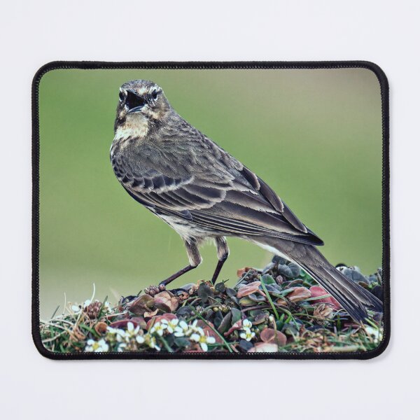 Item preview, The Rock Pipit  designed and sold by Tom McPherson Photography.