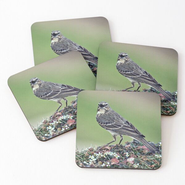 Item preview, The Rock Pipit  designed and sold by Tom McPherson Photography.