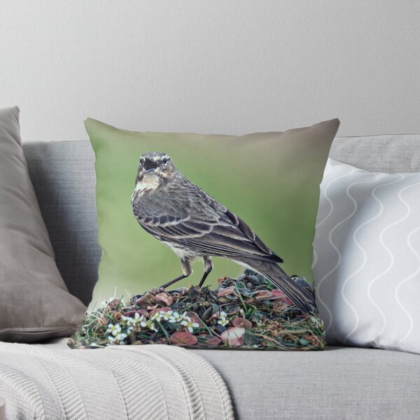 Item preview, The Rock Pipit  designed and sold by Tom McPherson Photography.