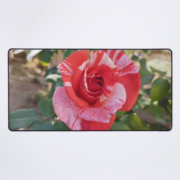 Item preview, Gorgeous Neil Diamond Rose Close-Up designed and sold by inspiration3.