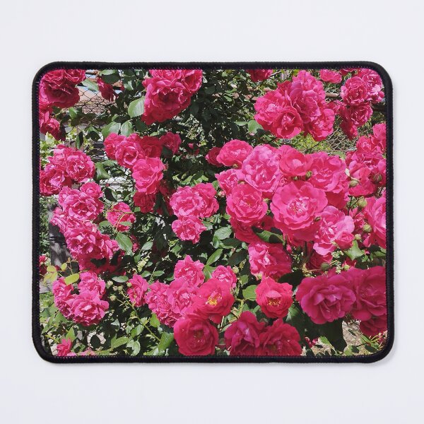 Item preview, Blooming Roses, Garden Beauty, Red Climbing Roses. designed and sold by inspiration3.
