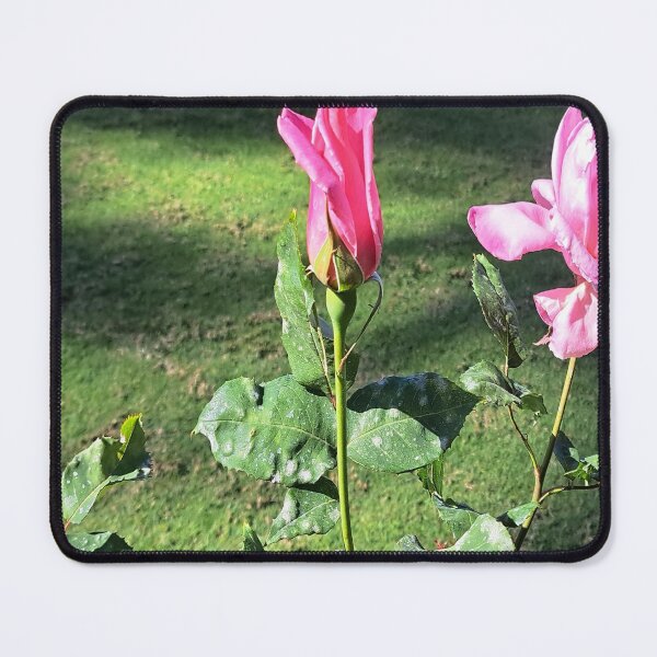 Item preview, beautiful roses flowers in the garden designed and sold by sadeek1021953Ss.