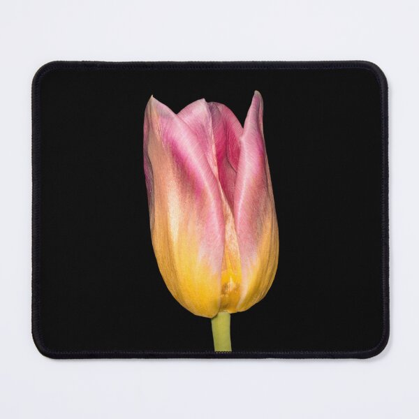 Item preview, Flame & Honey — Pink and Yellow Tulip on Black designed and sold by Susarellis.
