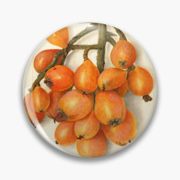 Item preview, Loquat Botanical Illustration 1908 designed and sold by Glimmersmith.