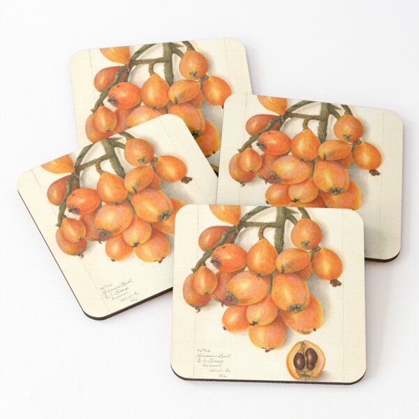 Item preview, Loquat Botanical Illustration 1908 designed and sold by Glimmersmith.