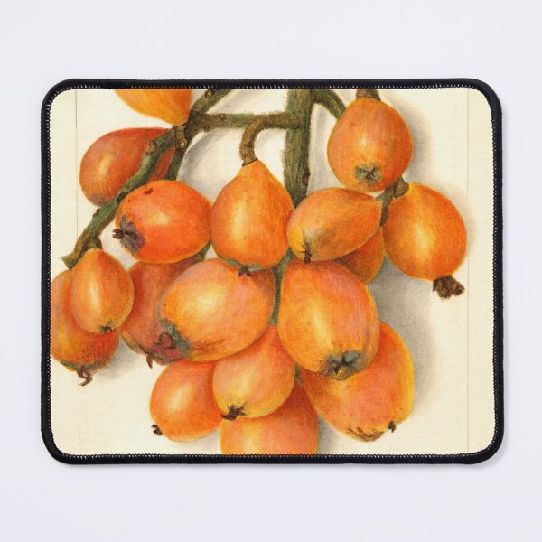 Item preview, Loquat Botanical Illustration 1908 designed and sold by Glimmersmith.