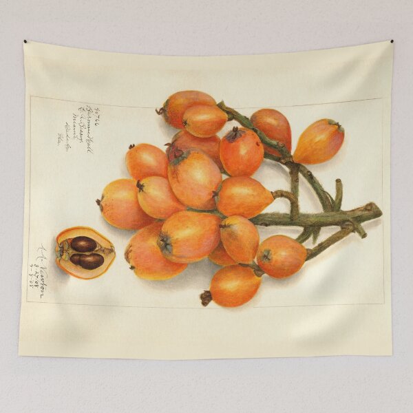 Item preview, Loquat Botanical Illustration 1908 designed and sold by Glimmersmith.