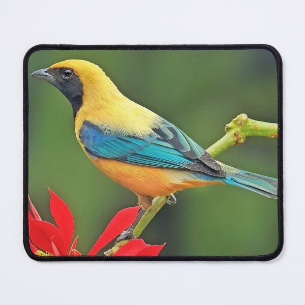 Item preview, Burnished-buff Tanager Tangara cayana designed and sold by MorningFive.