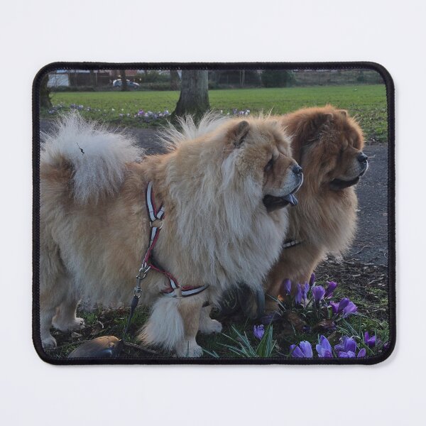 Item preview, Chow Chow Dogs at Sunset in Spring Park designed and sold by MariDaniArt.