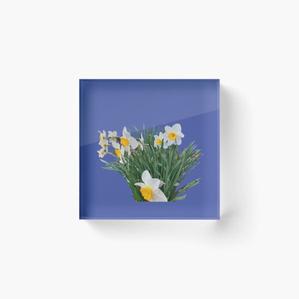 Item preview, Bicolor Daffodils  designed and sold by Amanda1775.