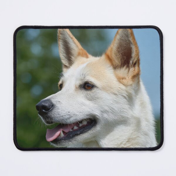 Item preview, Canaan Dog Portrait designed and sold by Elisabeth Lucas.