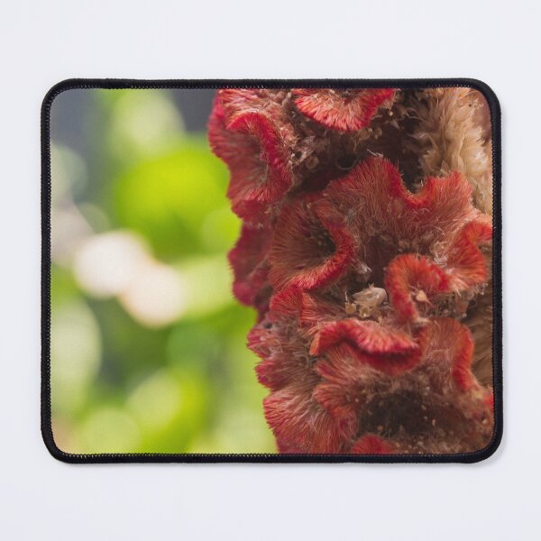 Item preview, Cockscomb or Crested Celosia designed and sold by ROSE ANN BANILAR.