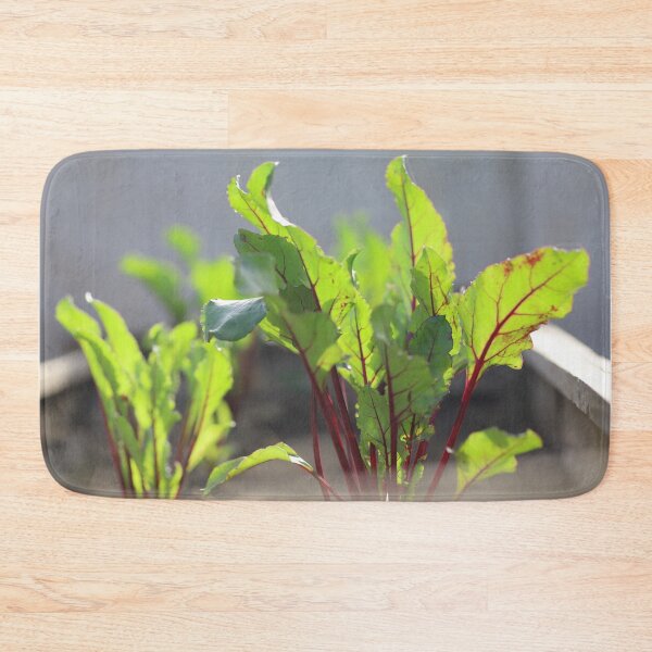 Item preview, Red Beet Leaves Growing in Sunlight designed and sold by diaaphotography.