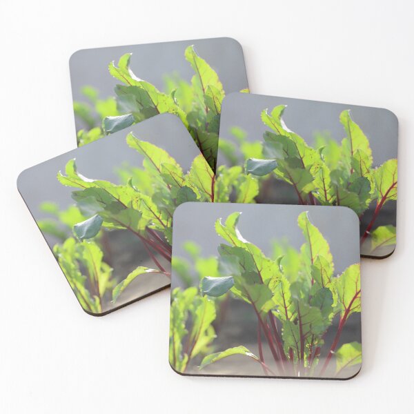 Item preview, Red Beet Leaves Growing in Sunlight designed and sold by diaaphotography.