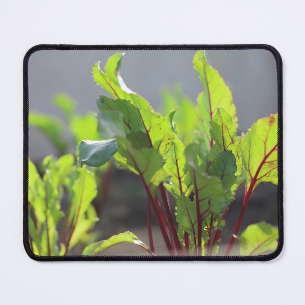 Item preview, Red Beet Leaves Growing in Sunlight designed and sold by diaaphotography.