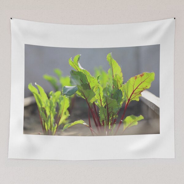 Item preview, Red Beet Leaves Growing in Sunlight designed and sold by diaaphotography.