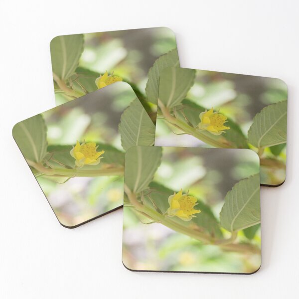 Item preview, Jute Mallow or Egyptian Spinach designed and sold by ROSE ANN BANILAR.