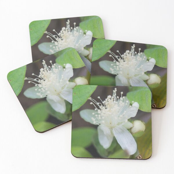 Item preview, guava tree flower designed and sold by ROSE ANN BANILAR.