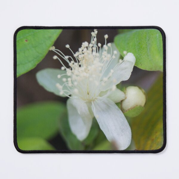 Item preview, guava tree flower designed and sold by ROSE ANN BANILAR.