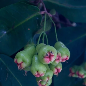 Artwork thumbnail, Java apples by ROSE ANN BANILAR
