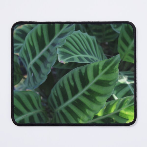 Item preview, Tropical leaves - Nature photography designed and sold by Cha-s-lens.