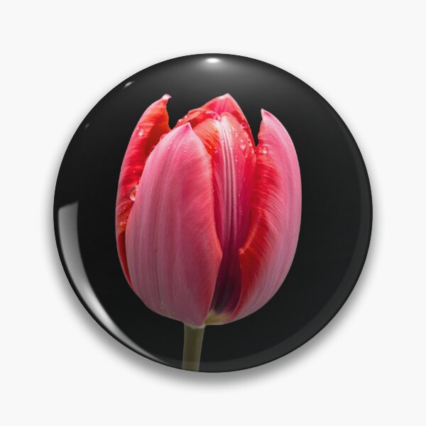 Item preview, Radiant Pink Tulip in Gentle Bloom designed and sold by JAMESAMORN.