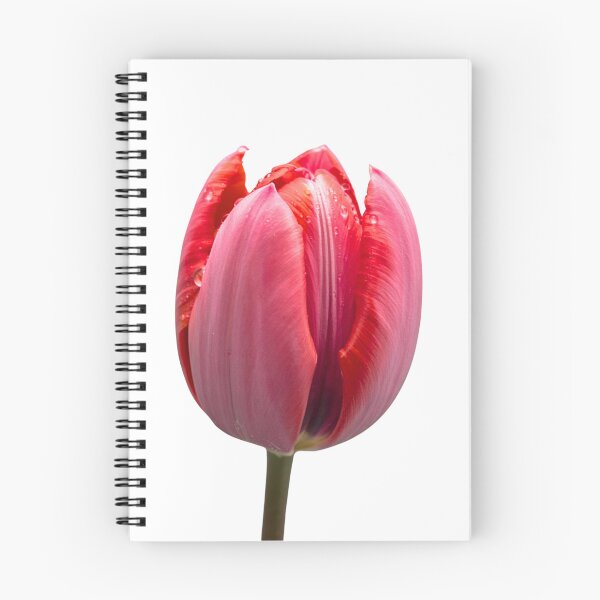 Item preview, Radiant Pink Tulip in Gentle Bloom designed and sold by JAMESAMORN.