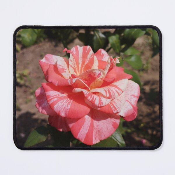 Item preview, Gorgeous Neil Diamond Rose Close-Up designed and sold by inspiration3.