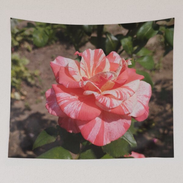 Item preview, Gorgeous Neil Diamond Rose Close-Up designed and sold by inspiration3.