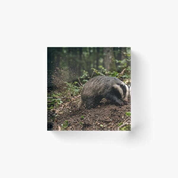 Item preview, Badger digging with thrown earth designed and sold by Malisa345.