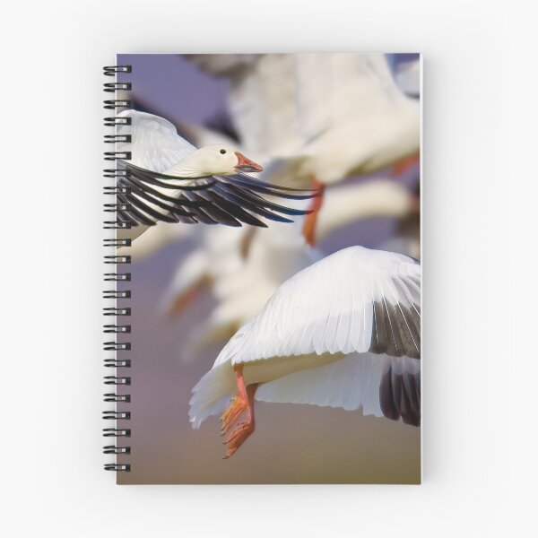 Item preview, Snow Geese Take Off designed and sold by Gerard Fornarotto.