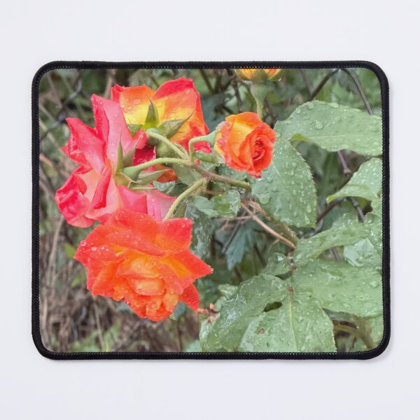 Item preview, Fresh Roses After Rainfall. designed and sold by Pearls1.