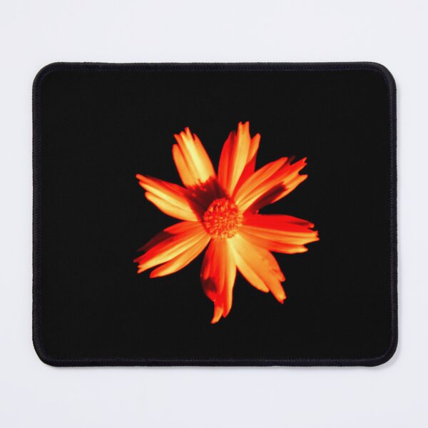 Item preview, Glowing Amber: Orange Cosmos Flower Isolated on Black. designed and sold by JaneFlowersAfrica.